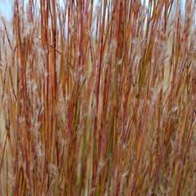 Ornamental grasses