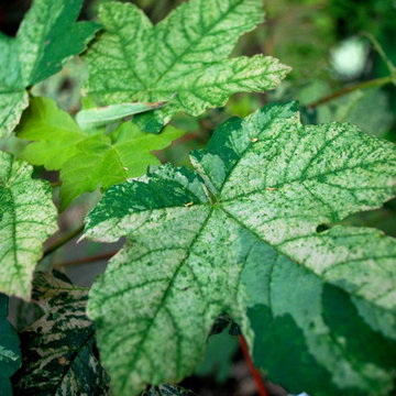 Favorite Plants and Cool Stuff