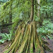 Forest Stumps foto