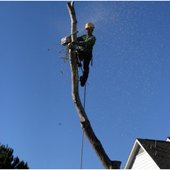 Ramirez Professional Tree Service
