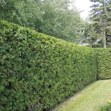 Cedar Trimming