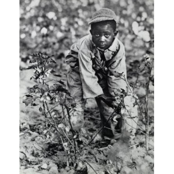 High Angle View Of A Boy Picking Cotton In A Field South Carolina