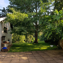 Pool area and under the Ginkgo Tree