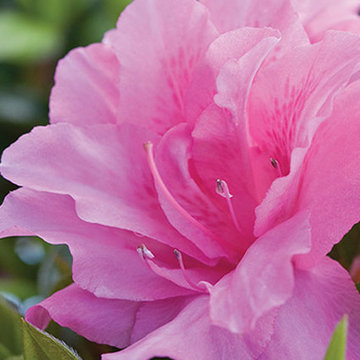 Encore Azalea Autumn Carnation™