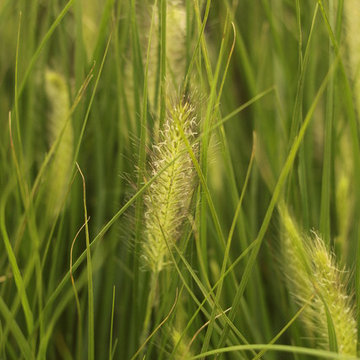 Pennisetum