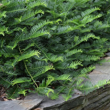 Lush Woodland Plantings