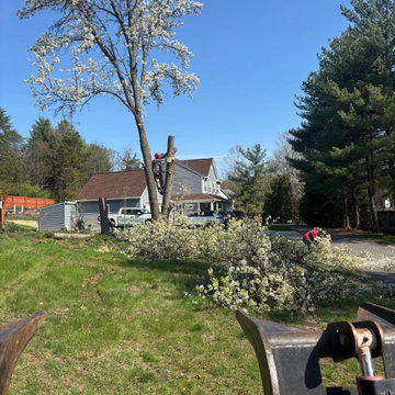 Tree Removal and Full Property Cleanup in Stafford VA