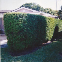 Hedge