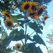 Foto von Sue Mettling