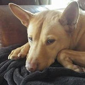 Tanya Shearin's photo