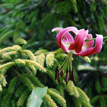 'Black Beauty' lily and 'Skylands' oriental spruce