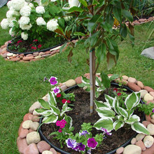 Landscape Ideas