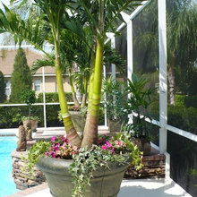 Pots Plants