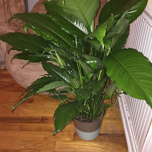 What kind of plant do I have?