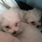 Gia Minis foto