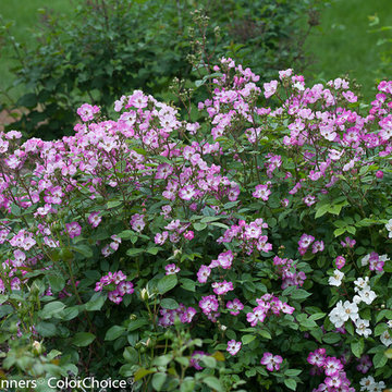Landscape Roses