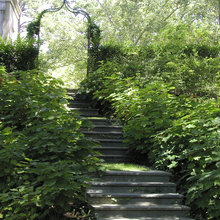 My garden
