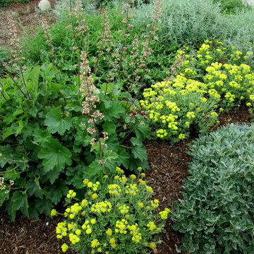 Lily's Rustic California Native Garden