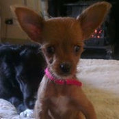 Lorraine Kelly Henry's photo