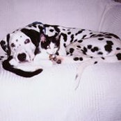 Suzy Dearden's photo