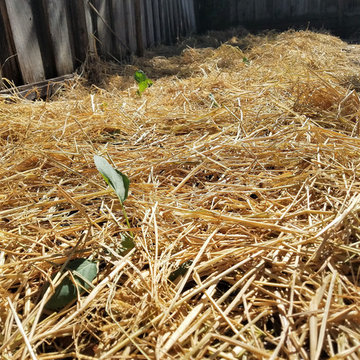 Rice straw for the vegetable bed