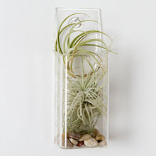wall plantings
