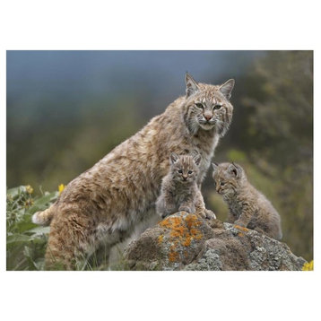 "Bobcat mother and kittens, North America" Print by Tim Fitzharris, 18"x14"