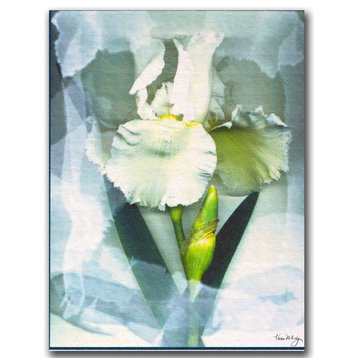 'Sheer White Iris' Canvas Art by Kathie McCurdy