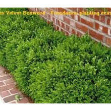 Bronson Shrubs