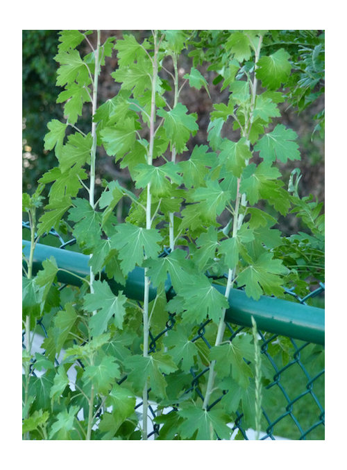shrub with opposite lobed leaves?