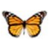 Ravi vyata's photo
