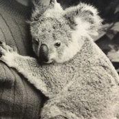 Teresa Koalaさんの写真