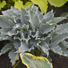 OUTDOORS: plants