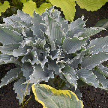 Shadowland® 'Waterslide' Hosta