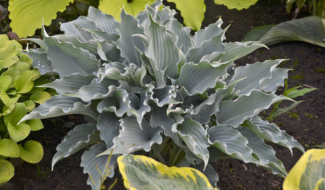 9 New Plants With Spectacular Foliage Color to Try in 2018