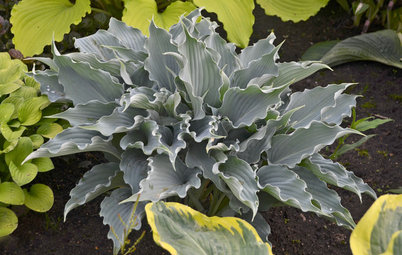 9 New Plants With Spectacular Foliage Color to Try in 2018