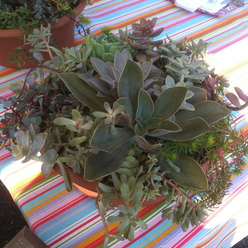 Fairy Gardens, Terrariums & Succulents