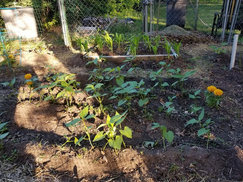 bush beans need support