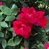 Judy Burk's photo