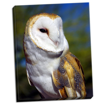 Fine Art Photograph, Barn Owl, Hand-Stretched Canvas