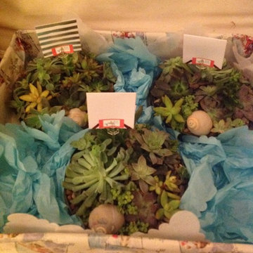 Fairy Gardens, Terrariums & Succulents