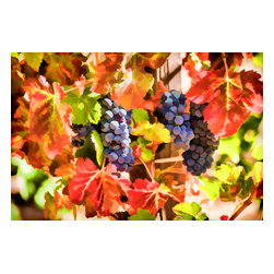 Douglas Page Photographic Arts - Autumn Grapes, Canvas Giclee, 24"x16" - Prints And Posters