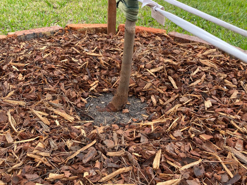 japanese red maple planting instructions