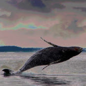 Steve Wilson's photo