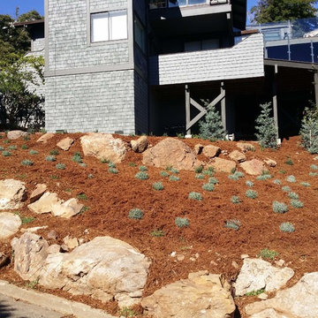 Low Maintenance & Drought Tolerant