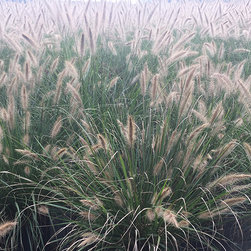 Current Featured Plants - Products