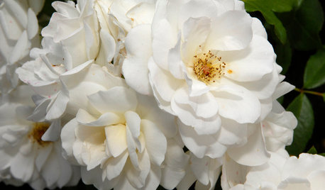 How to Prune Roses