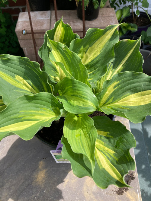 Wow Lakeside Paisley Print