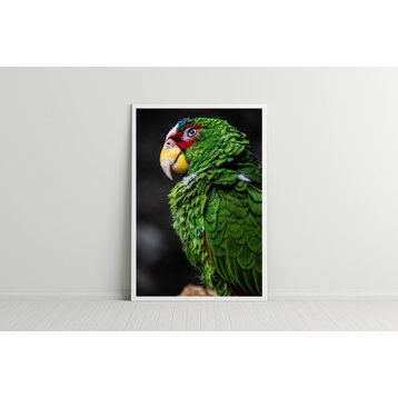 Green Parrot Cute Funny Animal Macro Photography, 8"x10", Traditional Print