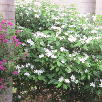 Individual Plant Photos # 1:Customer Aid (Not complete- hundreds will be here)